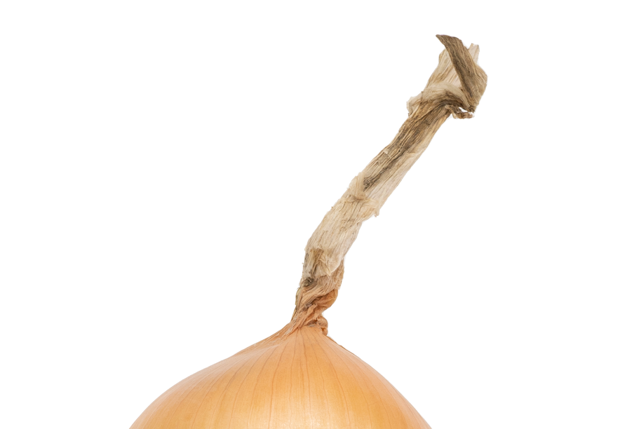 120103저장양파221020F1920V001 copy.png